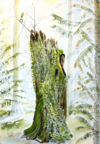 Hanna Sińczuk, Drzewo umiera stojąc, akwarela, 27×39cm, 2015