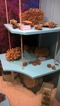 Nieco korali...<br/>Fot. W. Gołąbowski