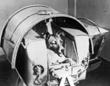 Łajka w Sputniku 2 - pierwszy ssak na orbicie