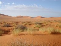 Północnoafrykańska pustynia: dużo piasku i mało wody<br/>Źródło: Wikipedia